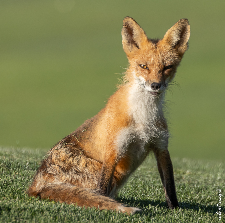 red fox